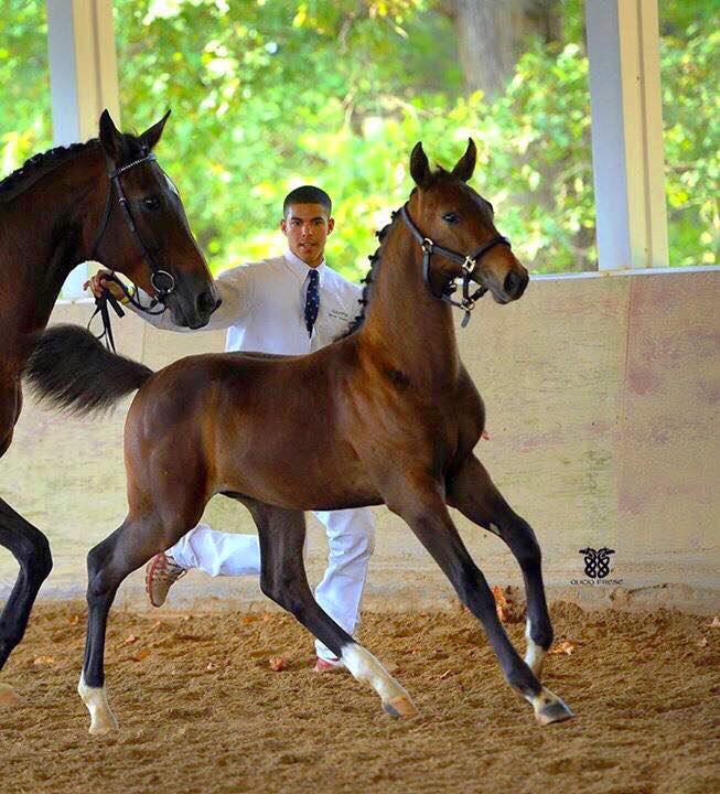 Hanoverian Horse Breed